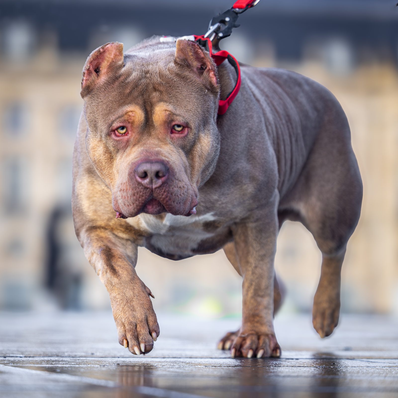 Lionized Bully Kennel champion American Bully